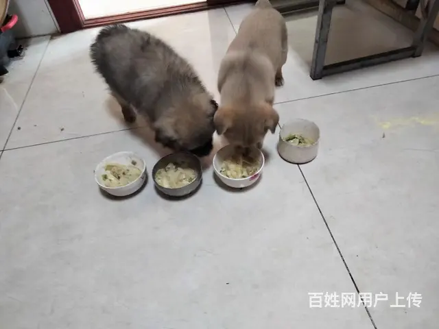 宠物狗领养 - 图片 2