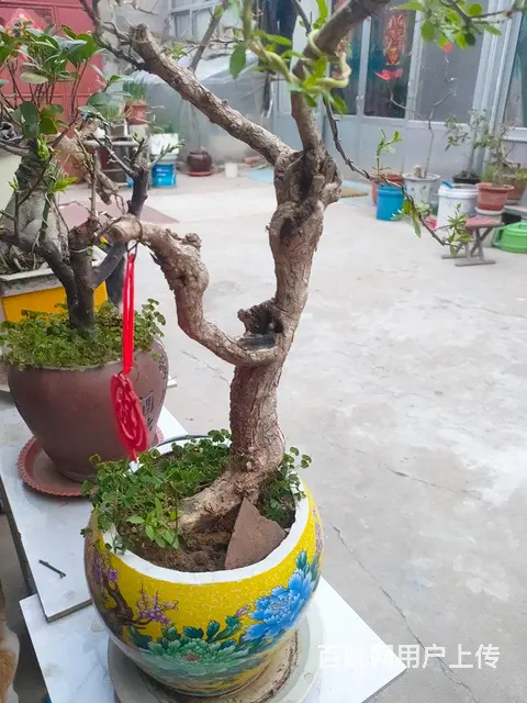 黄荆，中华野生红枸杞盆景，酒瓶花盆 - 图片 2