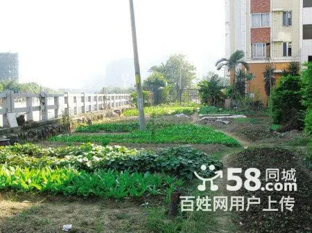 树木卖鹿粪鸡粪 猪粪 黑土 花土 假条茄子秧 - 图片 3