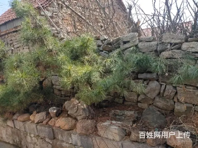 出售景观松树 - 图片 1