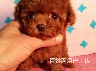 承德泰迪多少钱一只 泰迪价格 茶杯犬泰迪 - 图片 10