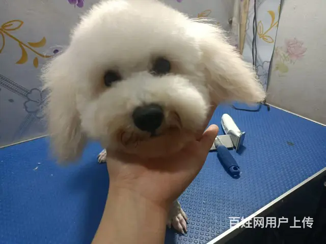 比熊小公 - 图片 1