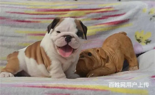 海盗眼 熊猫眼 黑白色 全白法国斗牛犬出售 - 图片 2