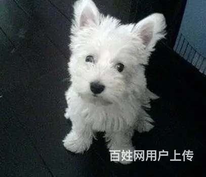 巢湖纯种西高地犬舍，西高地多少钱一只 - 图片 6