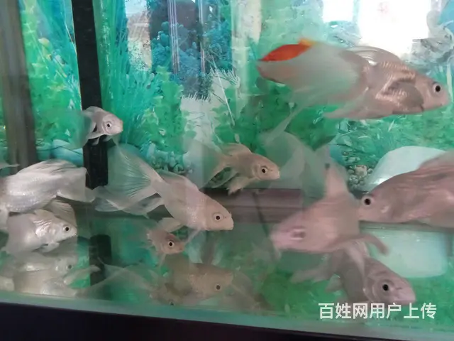 出售蝴蝶鲤 - 图片 4