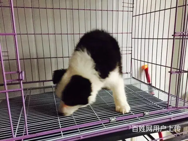 辽阳优质边牧如何挑选，优质边牧多少钱一个 - 图片 6