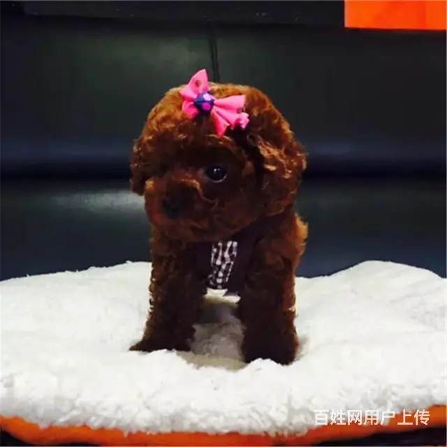 绍兴【*推荐】泰迪犬舍‖泰迪养殖场 - 图片 1