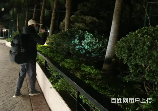 嘉兴猫猫跳窗了怎么办，，找寻宠宠物救援队 - 图片 2