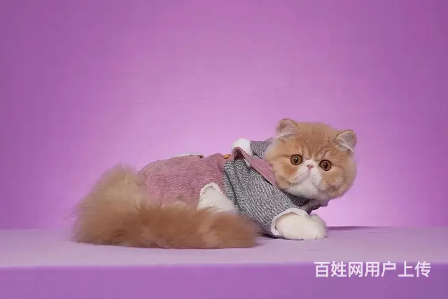 哪里有加菲猫卖的 加菲猫多少钱 疫苗齐全包健康 - 图片 5