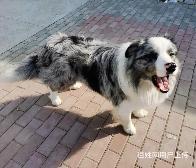 陨石边牧配种 - 图片 1