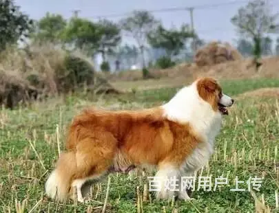 辽阳卖边牧的养殖场，养殖场边牧一般卖多少钱 - 图片 12