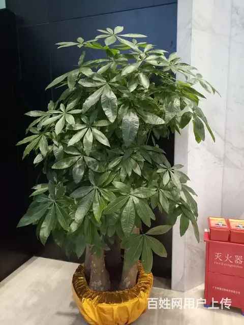 珠海绿植租赁服务 - 图片 5