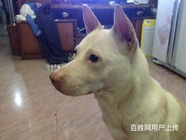 钟厝洋附近寻黄色土狗，有收留者重金酬谢 - 图片 1