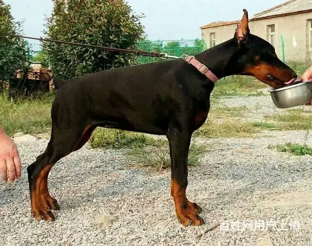 德系杜宾犬幼犬出售 爆胸骨量大公母均有 - 图片 1