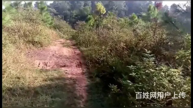 当阳市淯溪镇农村土地流程50亩林地 山地，旱地水田出租，出售 - 图片 5