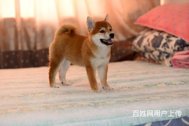 甘南哪里有高品质纯种柴犬幼犬出售 自家犬舍繁育 购 - 图片 6