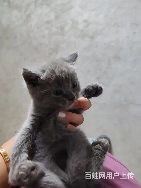 出售蓝猫 - 图片