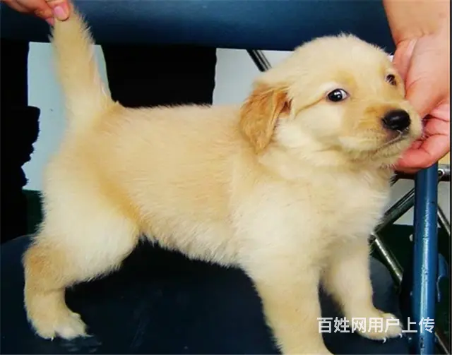 纯种健康金毛幼犬、品种齐全纯正血统 品质有保证 - 图片 1