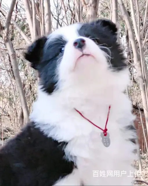 出售   高品质边牧宝宝【益帆边境犬舍】 - 图片 4