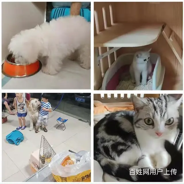 随州宠物托运（猫狗）邮寄速运空运 （2023今日 推荐运输） - 图片 2
