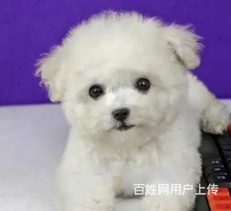 广州比熊犬一只多少钱 实体犬舍 自家繁殖保健康 - 图片 8