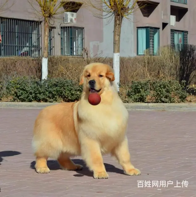 纯血统金毛幼犬、疫苗齐全包养活、质保全国送货 - 图片 2