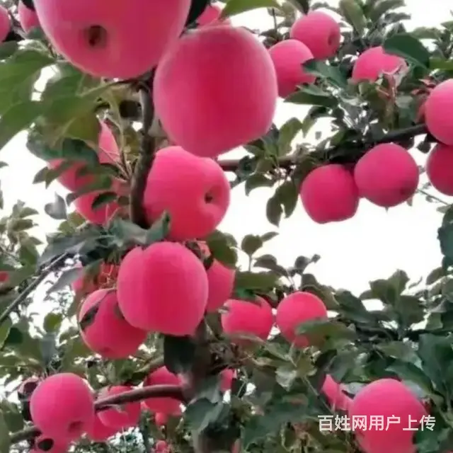 求职乌鲁木齐沙依巴克区保姆工作, 月嫂，医院护工, - 图片