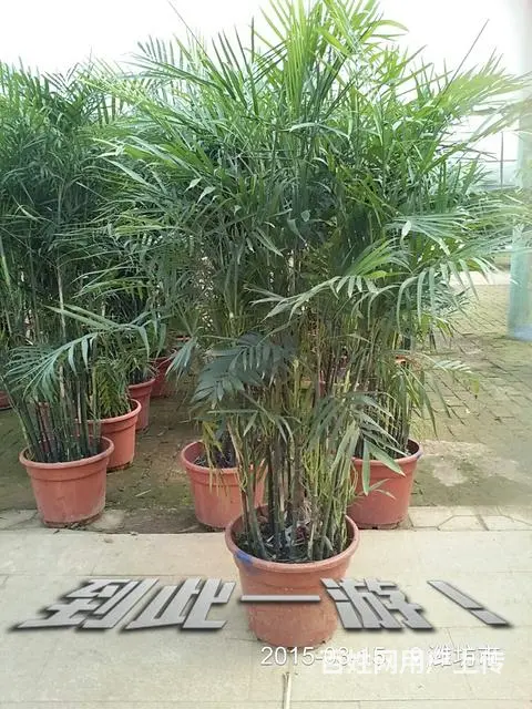 淄博花卉出租|淄博发财树|淄博绿萝|淄博租花 - 图片 4