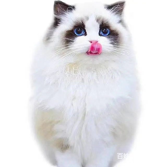哪里有布偶猫卖的 布偶猫多少钱 布偶猫成年多重 - 图片 4