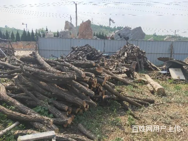 出售槐木 - 图片 5