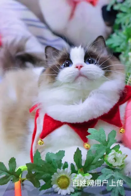 淮南出售纯种布偶猫 布偶猫多少钱 布偶猫图片 - 图片 5