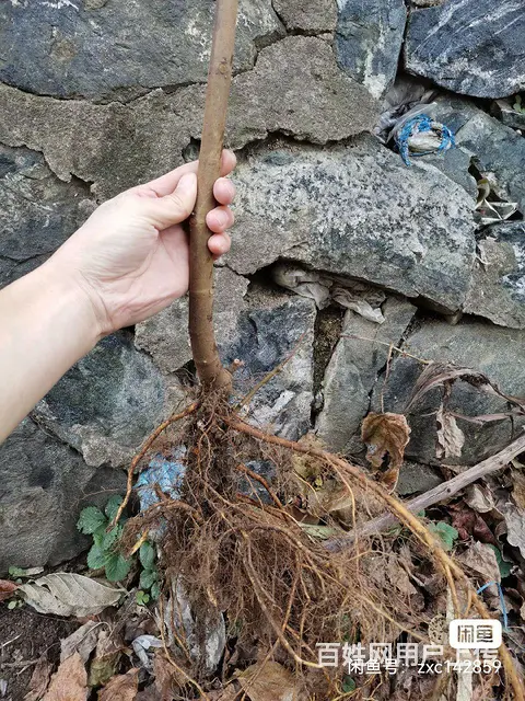 无花果树 - 图片 6