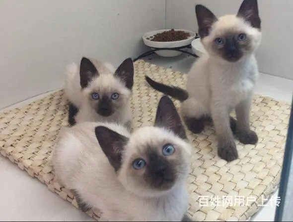 常州出售自家繁殖纯种暹罗猫幼猫 健康保障 可送货 - 图片 5