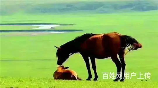 呼伦贝尔鄂伦春漠河二日游呼伦贝尔草原 - 图片 2