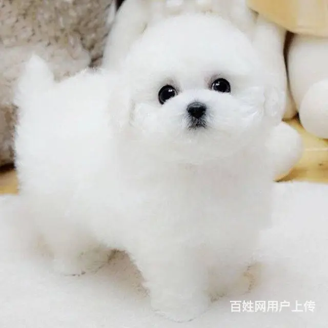 纯种比熊 白色比熊 法系比熊 出售超级可爱的小 - 图片 7