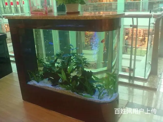 专业鱼缸清洗 维护 造景 鱼缸维修 - 图片 5