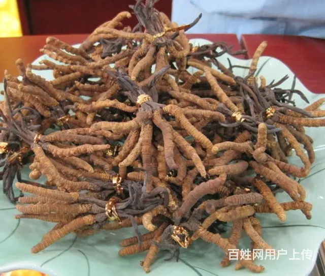 天河回收冬虫夏草天河回收青海玉树冬虫夏草 - 图片 5