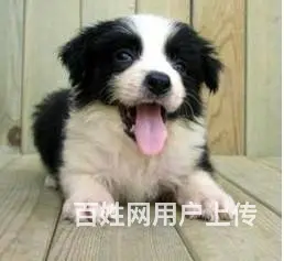 纯种边牧幼犬 智商排名第一 聪明易训 健康质保 - 图片 5