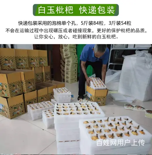 实惠小果.本地苏州东山白玉白沙枇杷新鲜采摘 - 图片 11