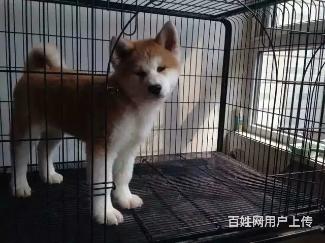 阿克苏【*推荐】秋田犬舍‖秋田养殖场 - 图片 12