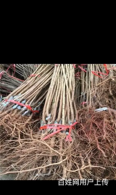 出售各种果树苗 - 图片 10