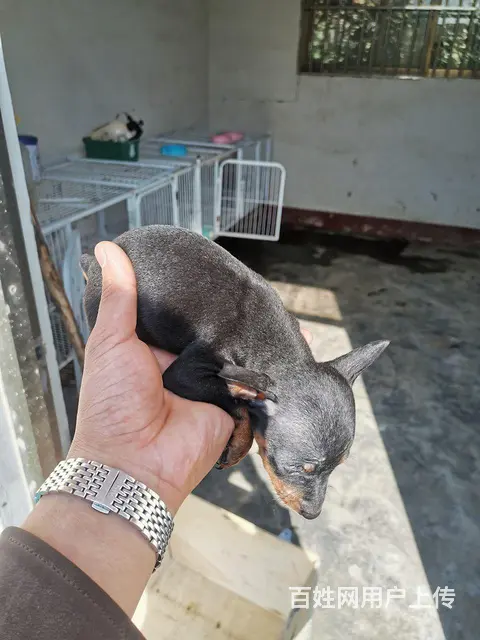 纯种超小体鹿犬， - 图片 3