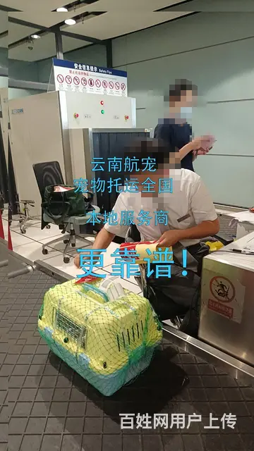 不是中介 昆明禄劝宠物托运全国 上门接宠 人宠同行 - 图片 1