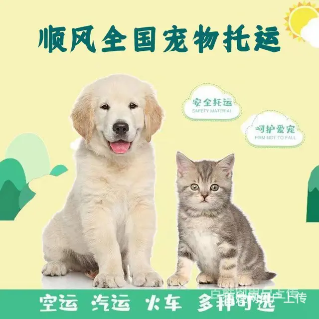 2022金昌（猫狗）快递托运（宠物活体运输新*闻） - 图片 1