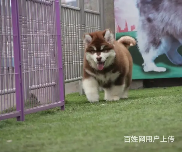 熊版大骨量巨型阿拉斯加雪橇犬 包健康 签协议 - 图片 4