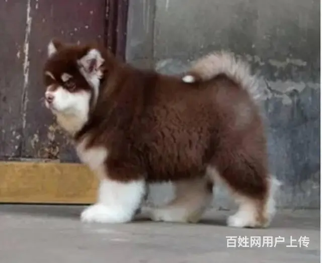 熊版阿拉斯加雪橇犬 巨型阿拉 完美售后 三色均有 - 图片 2