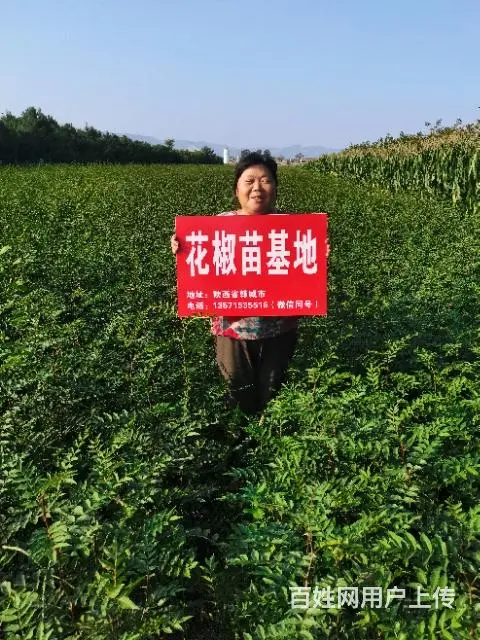 纯正韩城大红袍花椒树苗价格 - 图片 6