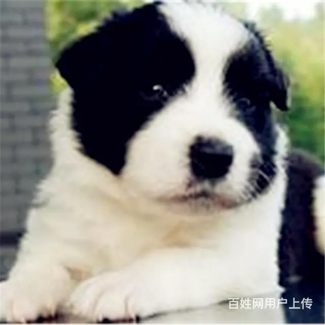 辽阳有什么靠谱的边牧犬舍推荐吗 - 图片 6