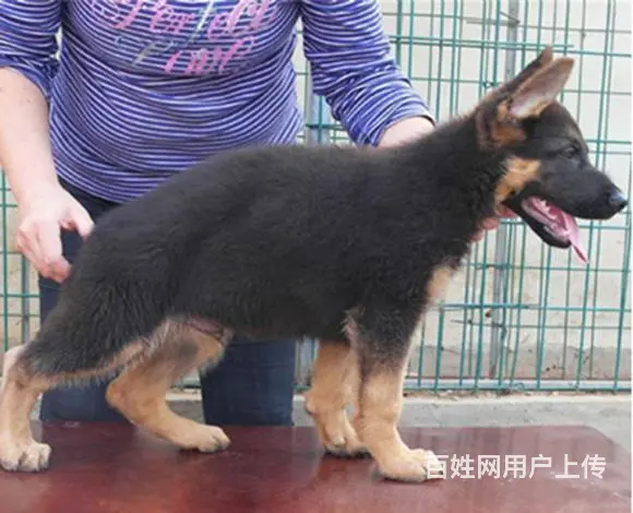 吕梁上哪可以看到德牧犬舍，德牧犬舍地址位置 - 图片 11
