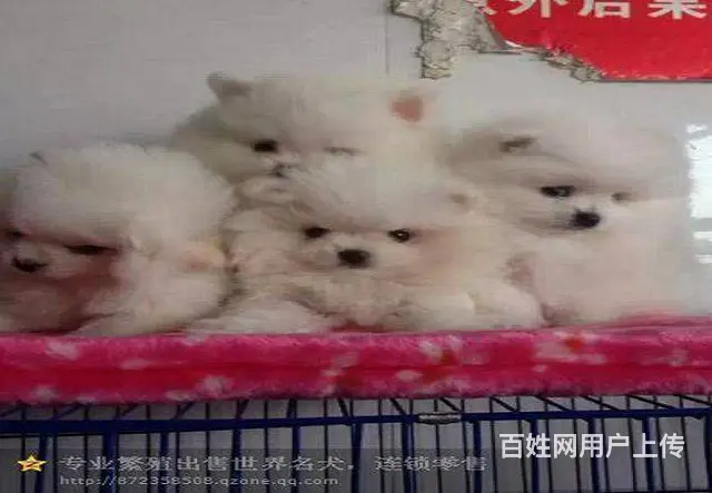 主推小体博美幼犬 熊版博美宝宝品质有保障 - 图片 4